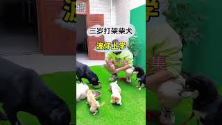 柴犬波仔对狗护食问题已经纠正 #柴犬 #养狗经验分享 #狗狗上学