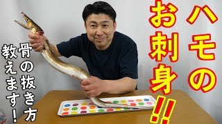 【ハモの刺身】今までの常識を覆して骨を全部抜いて食べます！！