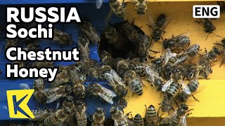 【K】Russia Travel-Sochi[러시아 여행-소치]크라스나야팔라냐 명물, 밤꿀/Chestnut Honey/Krasnaya Polyana