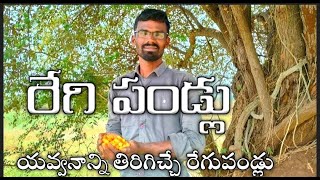 రేగి పండ్లు | రేగి పండ్ల తో ఉపయోగాలు| రేగి వడియాల తయారీ | wild plum fruit | jujube fruit |