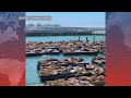 【天下新聞】北加州 三藩市39號碼頭海獅數量創15年新高 pier 39 sea lion population hits 15 year high