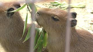 6つ子の カピバラ の赤ちゃん (姫路市立動物園) 2019年6月6日