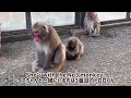 【高尾山さる園】カボチャのおやつ【snow monkey】