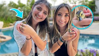 We Have Baby Ducks... AGAIN, and Finn MISSES Paisley! | Behind The Braids Ep. 146