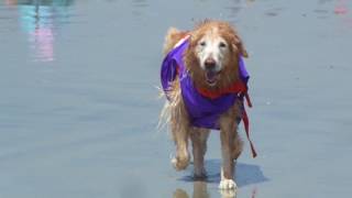 Del Mar Surf Dog 2018 Team Roo