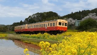 菜の花と桜と小湊鐵道 2