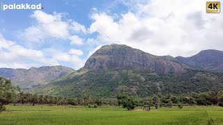 Walking in a Kerala Village - Palakkad | 4K Nature Walk Kerala