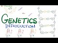 Introduction to Genetics - Biology