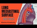 Lung : Mediastinal surface : Impressions on medial surface[World of Anatomy]