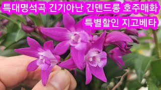 특대 대명석곡 긴덴드롱 긴긴기아난 황금천리향 만병초 환타지아난 호접란