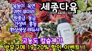 다육이 쇼핑 🛍 골고루 다양한 퀄리티 다육이 착한 가격에 득템도 하시고 🌸  가성비좋은 고농도 칼슘제도 준비하시고💦방문구매시 할인 혜택도 챙기세요~🤗