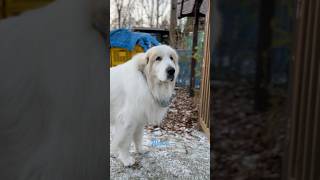 Alain アラン #greatpyrenees #todaysrunrun #グレートピレニーズ #今日のルンルン