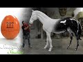 Giant Horse & Egg Theatre Props - Amadigi - Garsington Opera by Sculpture Studios