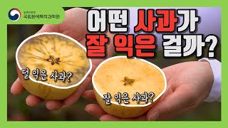 [#원예농업기술서비스] 사과가 잘 익었는지 궁금해~🤔ㅣ숙기판정ㅣ사과연구소ㅣ