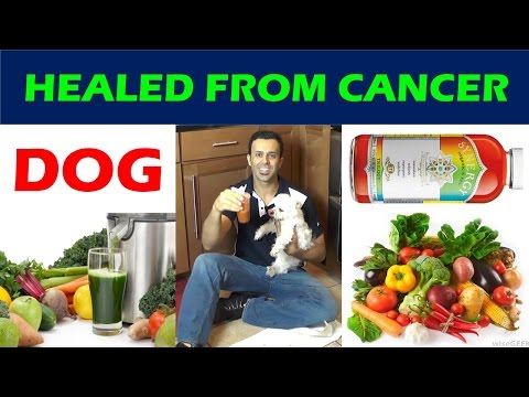 DOG HEALED FROM CANCER/ NATURAL CANCER TREATMENT/ DOG HEALED FROM CANCER/ NATURAL CANCER TREATMENT/