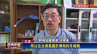 稀客「紅胸鶲」石門水庫避冬 鳥友瘋狂！－民視新聞