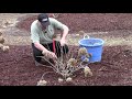 How To (or Should You  ) Prune Hydrangeas in Early Spring