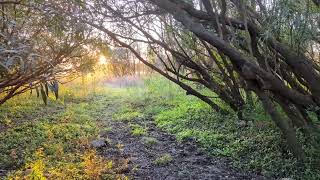 Walk: Forest Near Rio Negro, Soriano, Uruguay June 2022