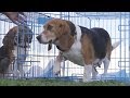 Watch Beagles Touch Grass For First Time After Being Freed From Lab Testing