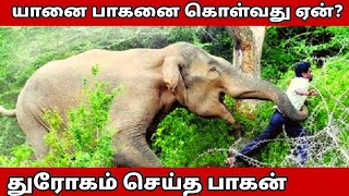 மதம் பிடித்த யானை பாகன தேடிக் கொள்வது ஏன்|| மதம் பிடித்தால் பாகன் ஓடுவது ஏன் #elephant