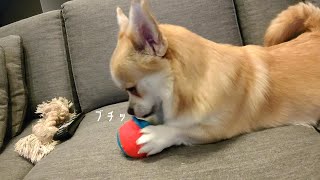 【ペキニーズ×コーギー】えどくん生まれて何度目かの破壊【ミックス犬】