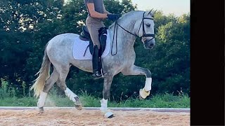 BEAUTIFUL PRE HORSE FOR FUN AND DRESSAGE.