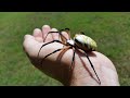 How to pick up a Yellow and Black Garden Spider - Argiope Aurantia