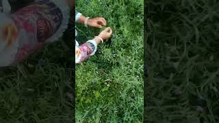 কলাই শাক তোলা।  kolai sak tolar video. নিজে কলাই শাক তুলেছি।