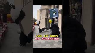 论战斗力还得是国宝🐼