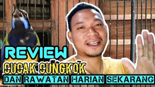 REVIEW CUCAK CUNGKOK DAN MENU RAWATAN HARIAN AGAR BUNYI DAN GACOR