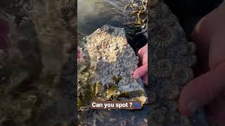 Fossil Hunter Spots How Many Ammonites? 🌀👀#shorts