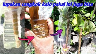 A simple way, guava cuttings with water media || grow fast