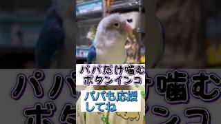 パパだけ噛むボタンインコ　　#shorts  #lovebird