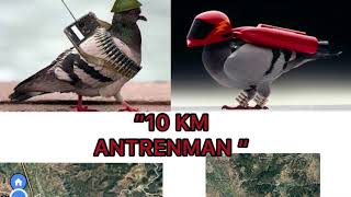 Posta Güvercinlerimizin 10 KM Antrenmanı.