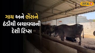 Bhavanagar News |  ગાય અને ભેંસને ઠંડીથી બચાવવાની દેશી ટિપ્સ, શિયાળામાં દૂધ નહીં ઘટે |Local18