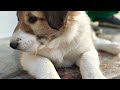 World's most Dangerous dog Breed | Bully Kutta