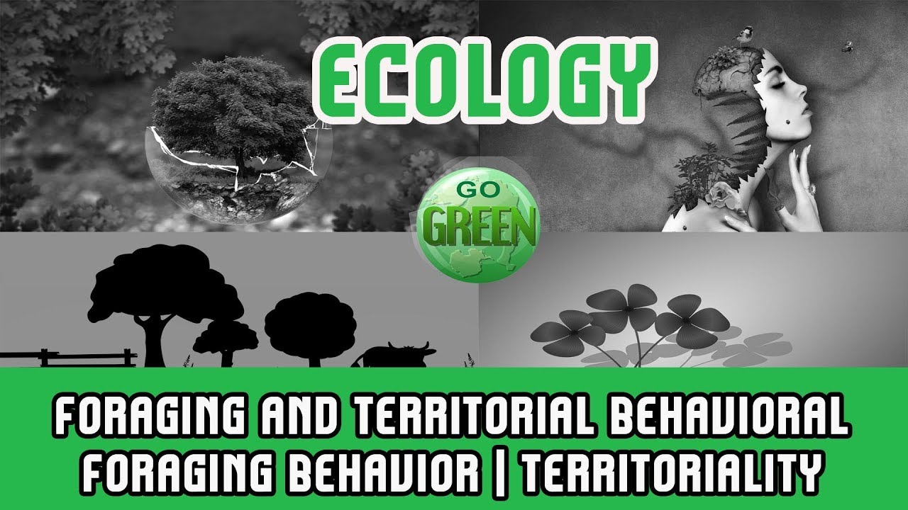 19.2 Ecology | Foraging And Territorial Behavioral | Foraging Behavior ...