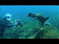 Playful sea lion acts jealous when marine iguana gets attention