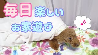 毎日楽しそう♪お家で1人遊びする犬が可愛い♡【トイプードルのソラ】【トイプードル】【toy poodle】