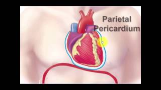 Serous Membranes