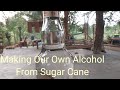 Making Our Own Alcohol From Sugar Cane