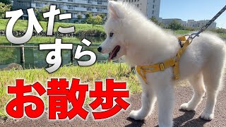 犬散歩の最適解 大型犬にとっての十分な散歩ってこういうこと【サモエド】