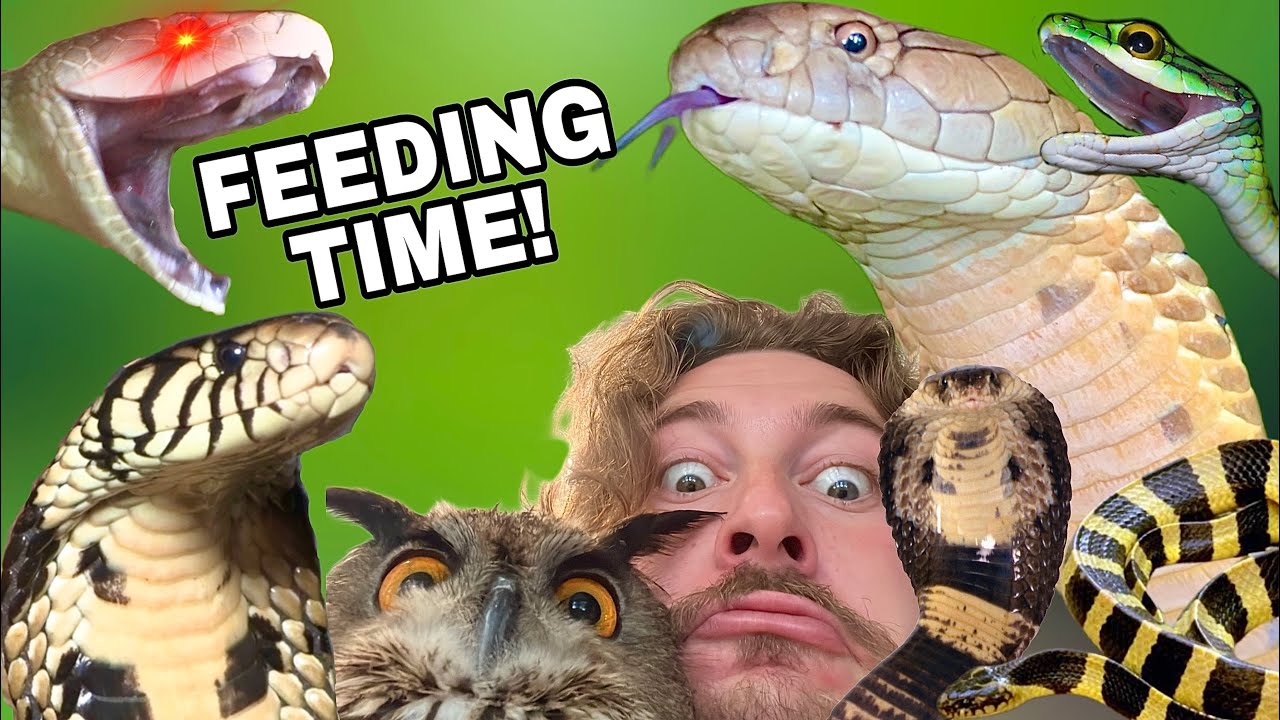 Feeding Venomous Snakes Youtube