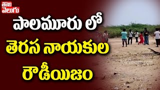 పాలమూరు లో తెరాస నాయకుల రౌడీయిజం | Palamuru TRS Leaders  On Public | Tolivelugu TV