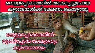 വെള്ളപ്പൊക്കത്തിൽ മുങ്ങിയ ക്ഷേത്രവും വാനരന്മാരും / kerala flood