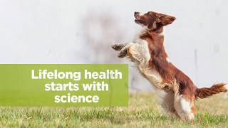 Hill's Science Plan Youthful Vitality: The Right Senior Pet Food