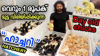 600 രൂപ മുടക്കിയാൽ  1000 രൂപ ലാഭം THALAM HATCHERIES | EGG INCUBATOR | EGG HATCHING | DAY OLD HEN