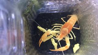 ［美螯日常］幽靈螯蝦吃紅蘿蔔 #螯蝦 #ザリガニ  #crayfish  #美國螯蝦 #克氏原螯蝦