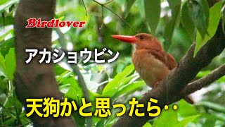 天狗様かと思ったらアカショウビンでした / Ruddy Kingfisher