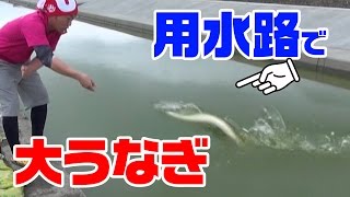 【衝撃】近所の用水路で大うなぎを釣り上げろ！